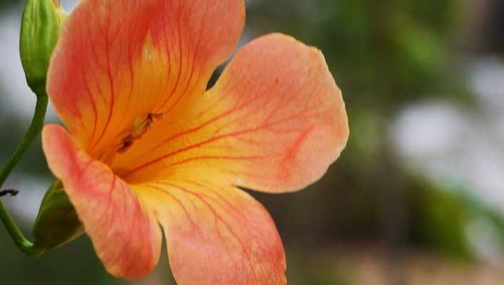 Come fare una talea di bignonia?