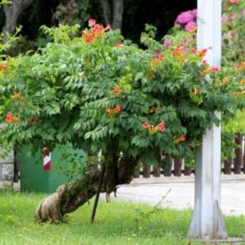Come potare una bignonia ad alberello?