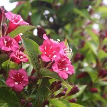 Talea di Weigelia
