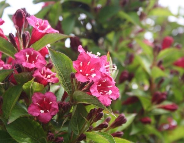 Talea di Weigelia