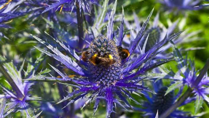 Talea di un Eryngium