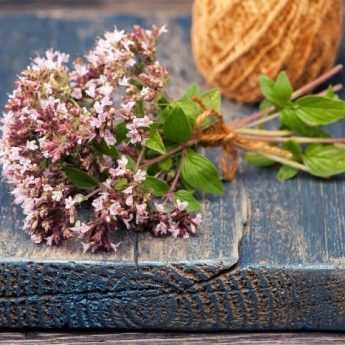 Come essiccare e utilizzare l'origano?
