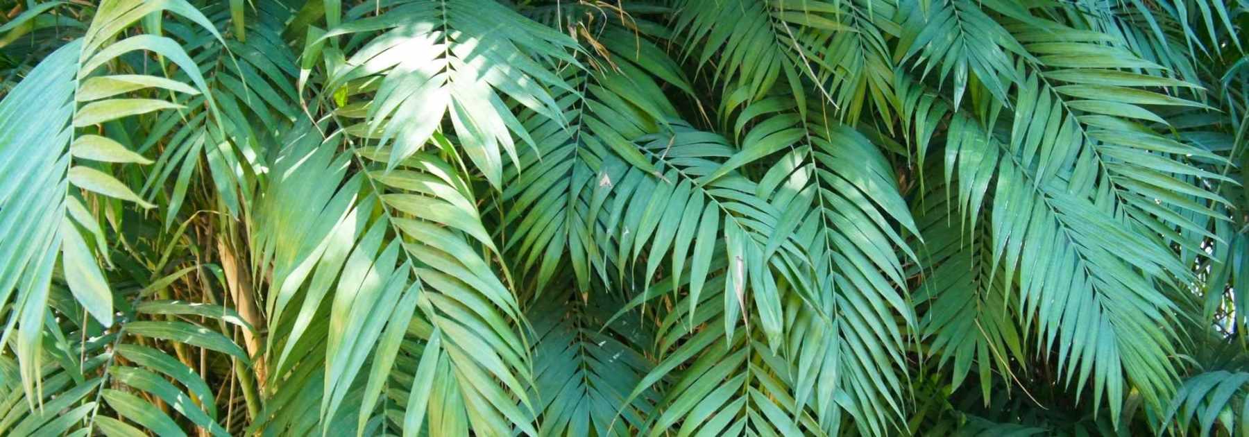 Chamaedorea: piantagione, cura