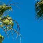 Copernicia - Palma carnauba: piantagione, cura