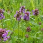 Prunella, Brunella: piantare, coltivare