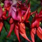 Clianthus puniceus, Becco di pappagallo: piantare e coltivare