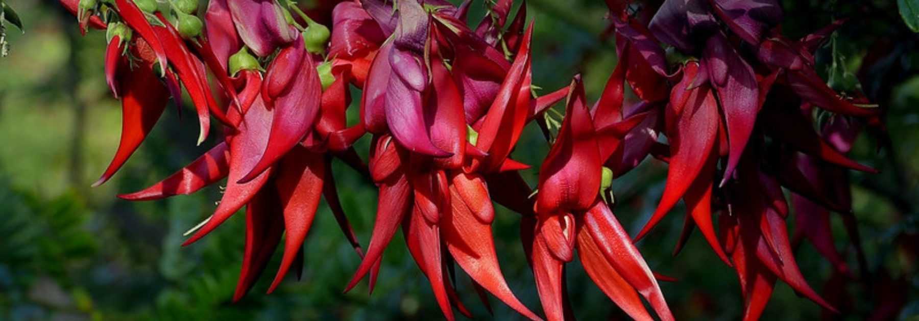 Clianthus puniceus, Becco di pappagallo: piantare e coltivare