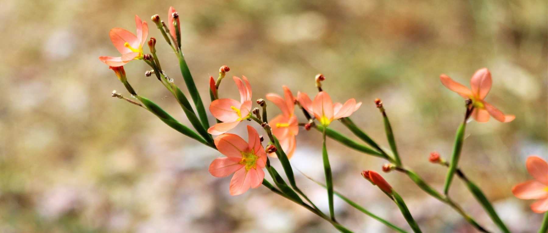 Moraea: Piantare, coltivare e curare