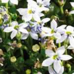 Pratia: piantagione, coltivazione, cura

La Pratia è una piccola pianta tappezzante apprezzata per la sua fioritura abbondante e il fogliame decorativo. Ecco i nostri consigli per piantarla, coltivarla e prendertene cura al meglio.

<strong>Piantagione:</strong>
- Scegli una posizione soleggiata o a mezz'ombra
- Prepara un terreno ben drenato, fresco e fertile
- Piantala in primavera o in autunno mantenendo una distanza di 20-30 cm tra le piante

<strong>Coltivazione:</strong>
- Annaffia regolarmente, soprattutto in estate
- Pota leggermente dopo la fioritura per mantenere un portamento compatto
- Proteggi dal gelo nelle regioni più fredde

<strong>Cura:</strong>
- Concima moderatamente in primavera
- Controlla eventuali attacchi di afidi
- Dividi i cespi ogni 2-3 anni per ringiovanire la pianta

Con poche cure, la Pratia formerà un bellissimo tappeto fiorito che attirerà insetti impollinatori nel tuo giardino!
