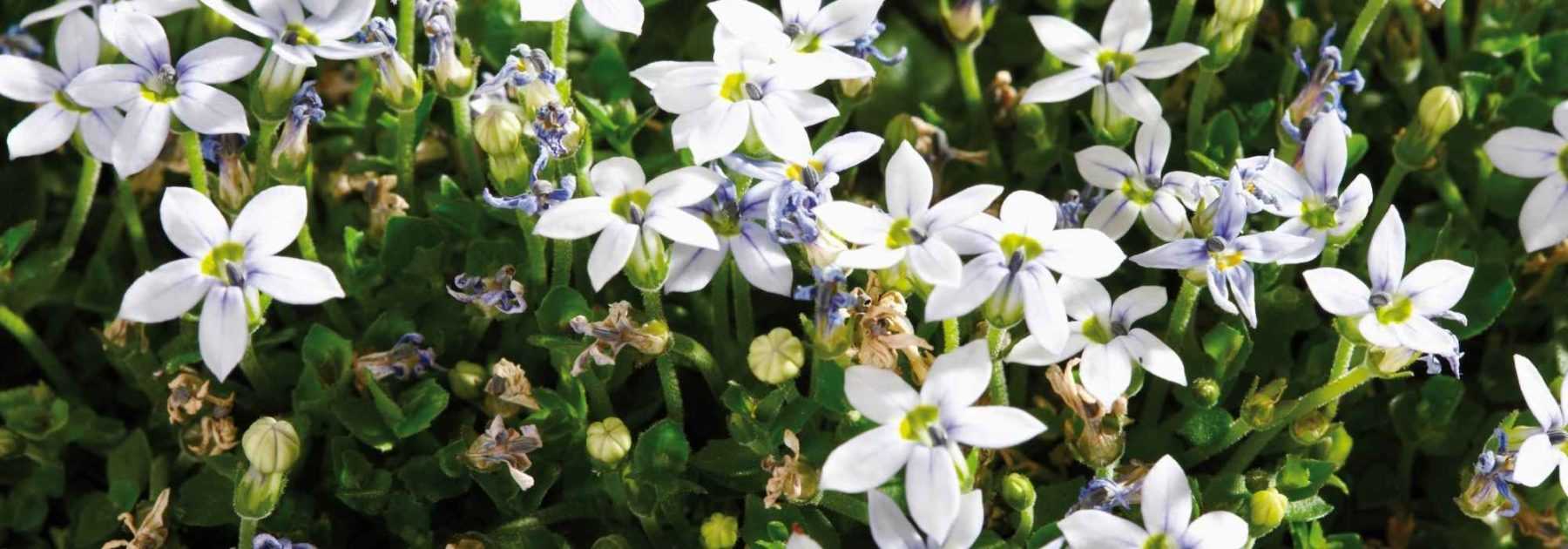 Pratia: piantagione, coltivazione, cura

La Pratia è una piccola pianta tappezzante apprezzata per la sua fioritura abbondante e il fogliame decorativo. Ecco i nostri consigli per piantarla, coltivarla e prendertene cura al meglio.

<strong>Piantagione:</strong>
- Scegli una posizione soleggiata o a mezz'ombra
- Prepara un terreno ben drenato, fresco e fertile
- Piantala in primavera o in autunno mantenendo una distanza di 20-30 cm tra le piante

<strong>Coltivazione:</strong>
- Annaffia regolarmente, soprattutto in estate
- Pota leggermente dopo la fioritura per mantenere un portamento compatto
- Proteggi dal gelo nelle regioni più fredde

<strong>Cura:</strong>
- Concima moderatamente in primavera
- Controlla eventuali attacchi di afidi
- Dividi i cespi ogni 2-3 anni per ringiovanire la pianta

Con poche cure, la Pratia formerà un bellissimo tappeto fiorito che attirerà insetti impollinatori nel tuo giardino!