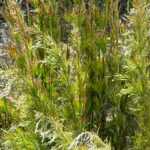 Rhodocoma: piantare, coltivare e curare