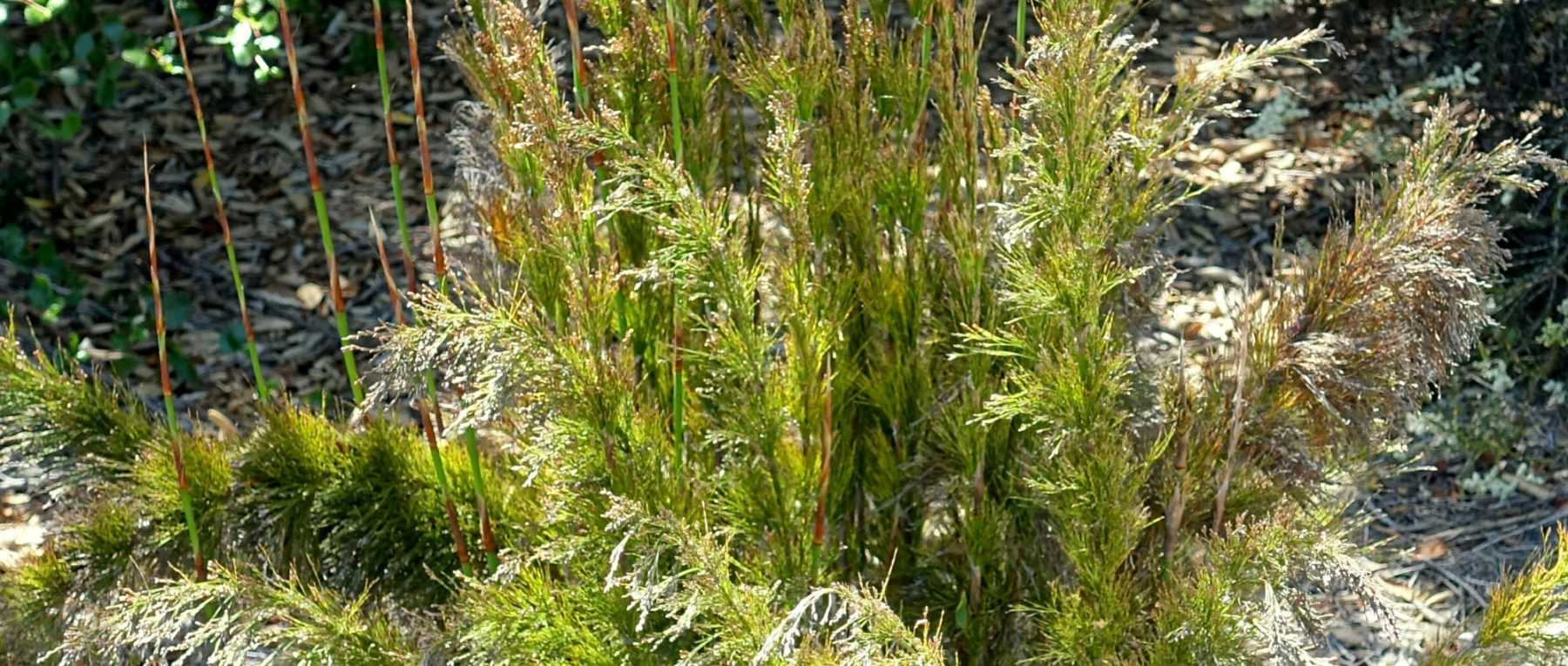 Rhodocoma: piantare, coltivare e curare