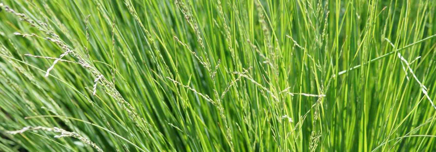 # Sesleria: piantagione, coltivazione e cura
La Sesleria è una graminacea ornamentale rustica e resistente, perfetta per giardini naturali e paesaggistici. Scopri come piantarla, coltivarla e mantenerla al meglio.
## Piantagione della Sesleria
**Periodo ideale**: Piantare in autunno o in primavera.
**Esposizione**: Sole o mezz'ombra.
**Tipo di terreno**: Ben drenato, anche povero e calcareo.
### Come piantare la Sesleria
1. **Preparare il terreno**: Lavorare il suolo per renderlo leggero.
2. **Buca di piantagione**: Scavare una buca leggermente più grande del pane radicale.
3. **Posizionamento**: Sistemare la pianta e riempire con terra.
4. **Annaffiatura**: Innaffiare abbondantemente dopo la messa a dimora.
## Coltivazione
La Sesleria richiede poche cure:
✔ **Resistente alla siccità** una volta stabilita.
✔ **Adatta a terreni poveri** e rocciosi.
✔ **Non necessita di concimazioni frequenti**.
## Manutenzione
- **Potatura**: Tagliare i ciuffi secchi a fine inverno.
- **Divisione dei cespi**: Ogni 3-4 anni per ringiovanire la pianta.
Ideale per bordure, giardini rocciosi e tappezzamenti, la Sesleria offre un fogliame elegante e fioriture discrete ma affascinanti.
