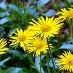 Buphthalmum: piantagione, coltivazione