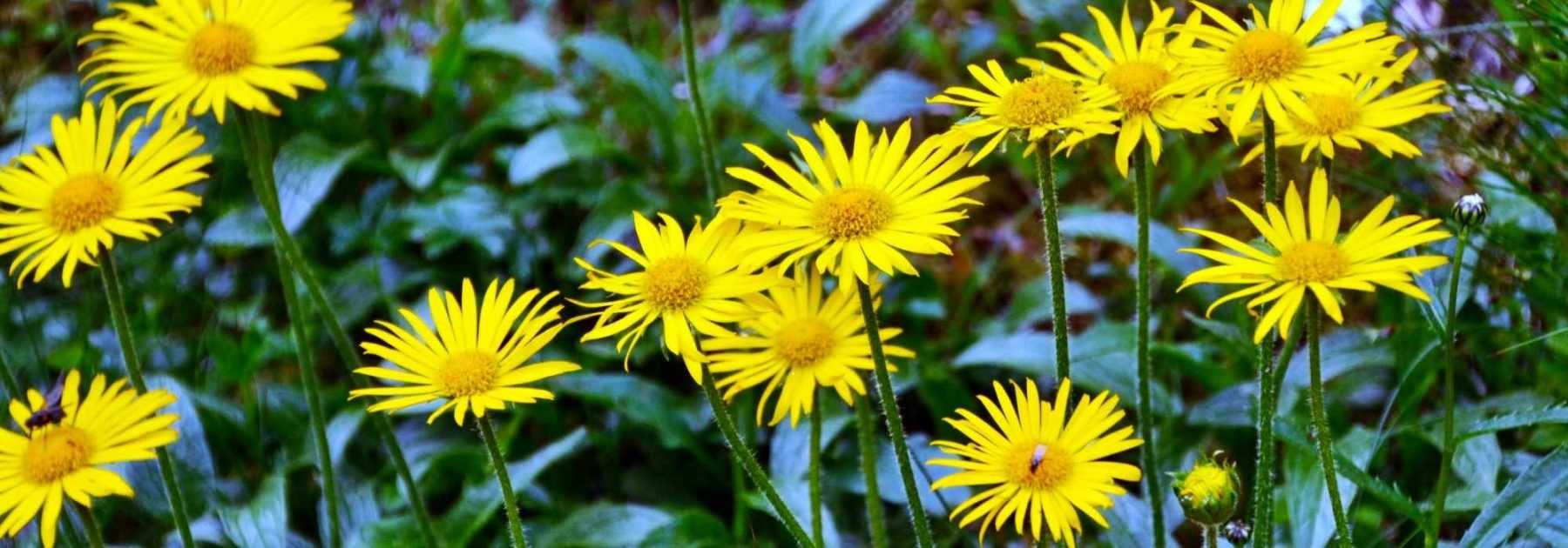 Buphthalmum: piantagione, coltivazione