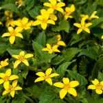 Chrysogonum: piantagione, coltivazione, cura