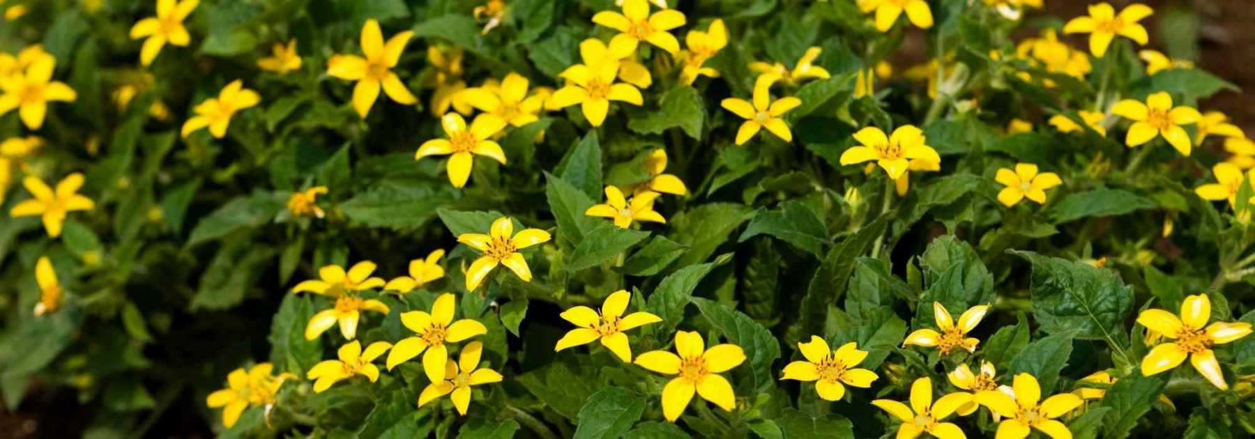 Chrysogonum: piantagione, coltivazione, cura