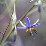 Dianella: Piantagione, coltivazione e cura