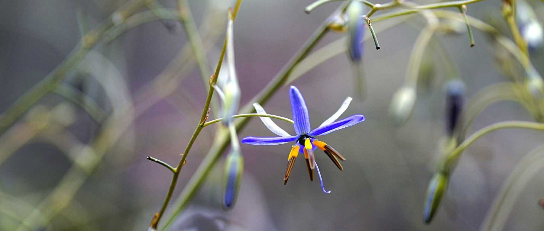Dianella: Piantagione, coltivazione e cura