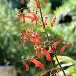 Phygelius: Piantare, coltivare e curare