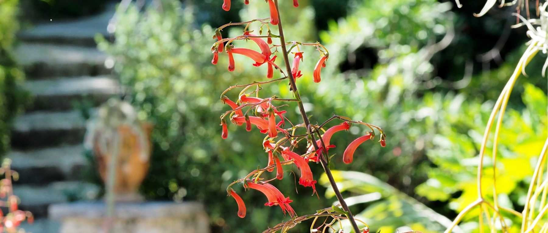 Phygelius: Piantare, coltivare e curare