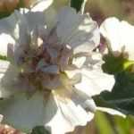 Alcalthaea : piantagione, potatura, cura