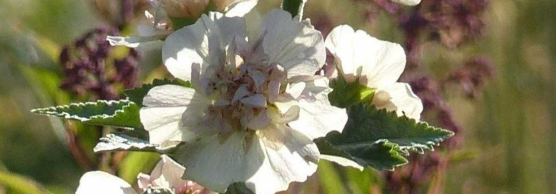 Alcalthaea : piantagione, potatura, cura