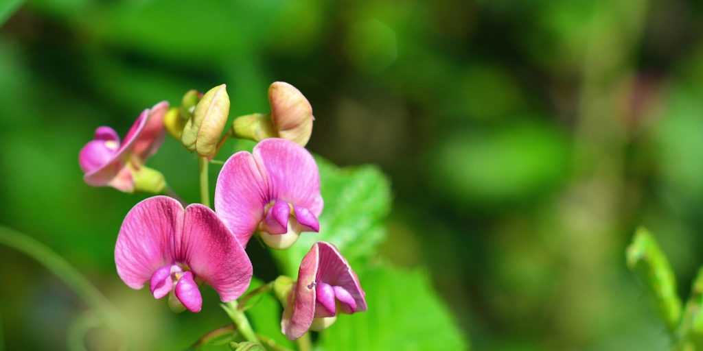 Lathyrus: piantare, coltivare e curare