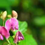 Lathyrus: piantare, coltivare e curare