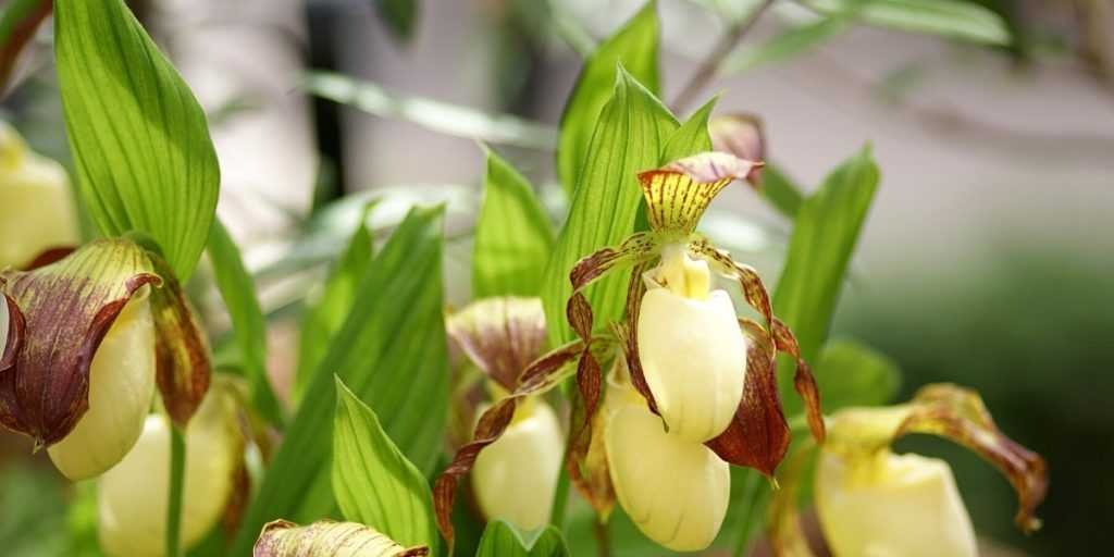 Orchidee da giardino: piantare, coltivare e curare
