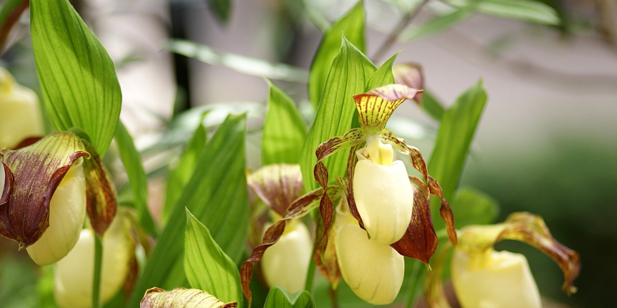 Orchidee da giardino: piantare, coltivare e curare