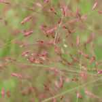 Eragrostis - Erba dell'amore: piantare, coltivare e curare