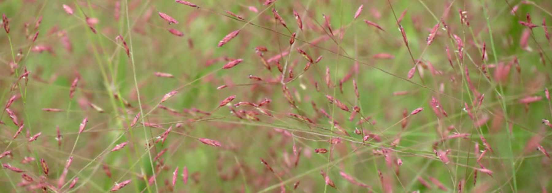 Eragrostis - Erba dell'amore: piantare, coltivare e curare