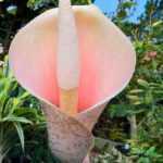 Amorphophallus: piantare e curare