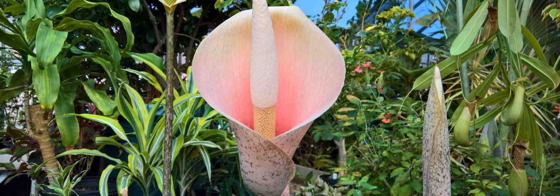 Amorphophallus: piantare e curare