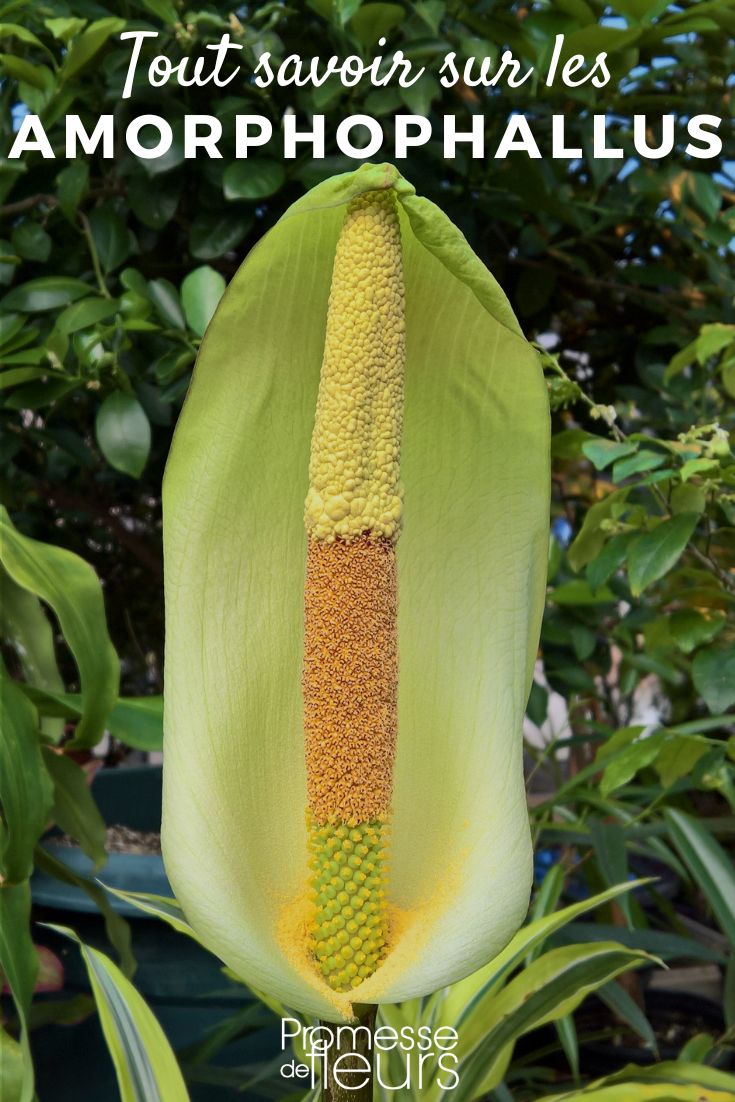 Amorphophallus: tutto quello che c'è da sapere Amorphophallus scheda pianta