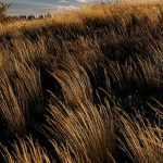 Chionochloa: piantare, coltivare e curare
