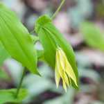 Uvularia: Piantare, coltivare e curare
