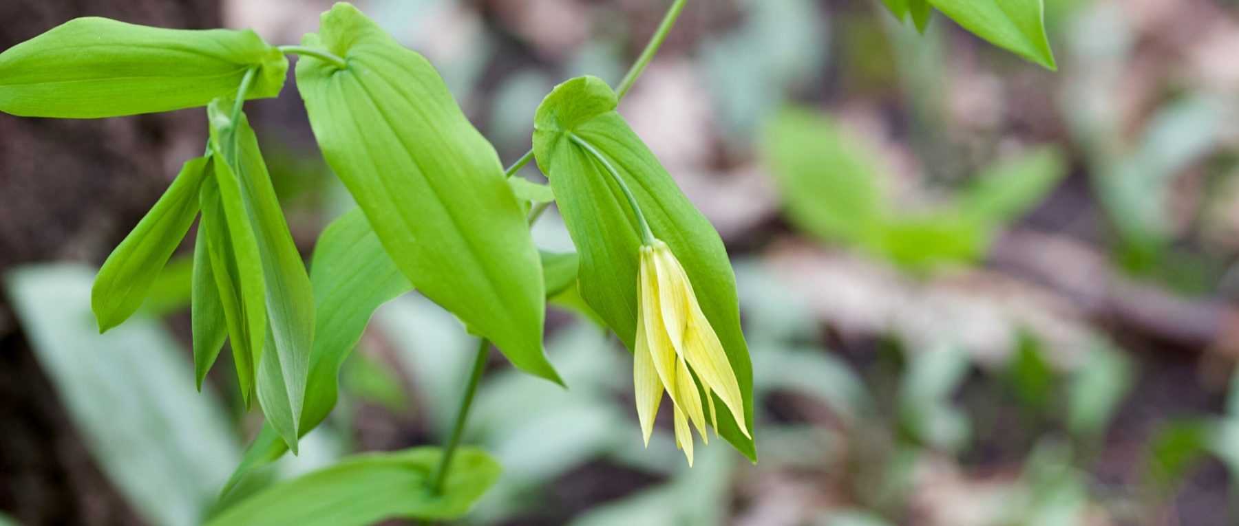 Uvularia: Piantare, coltivare e curare