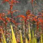 Chasmanthe - Chasmante: piantare, coltivare e curare