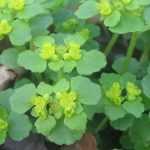 Il Chrysosplenium o Dorina: piantagione, coltivazione, cura