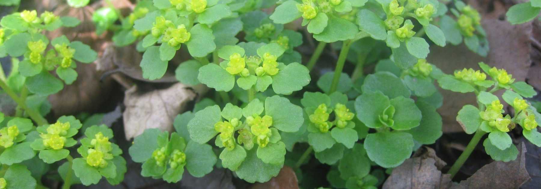 Il Chrysosplenium o Dorina: piantagione, coltivazione, cura