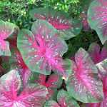 Caladium, Orecchio di elefante: piantare e coltivare