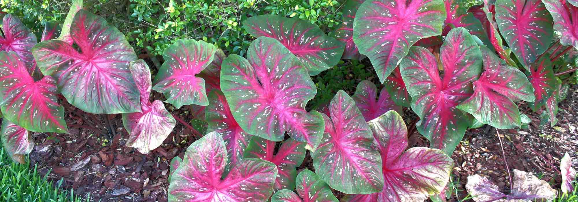 Caladium, Orecchio di elefante: piantare e coltivare
