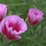 Godetia: semina, coltivazione, cura