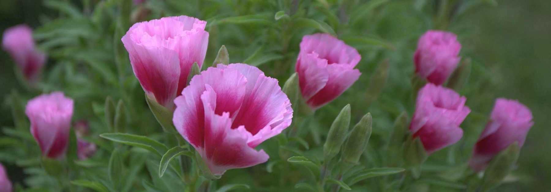 Godetia: semina, coltivazione, cura