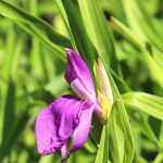 Roscoea: piantare, coltivare e curare
