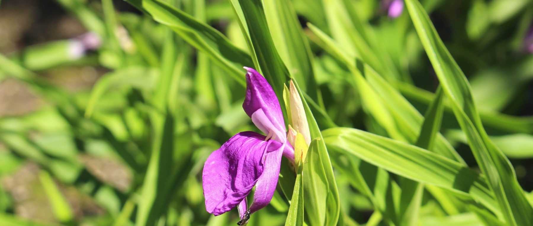Roscoea: piantare, coltivare e curare