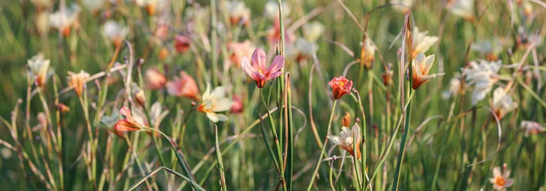 Homeria, tulipano del Capo: piantagione, coltivazione, cura