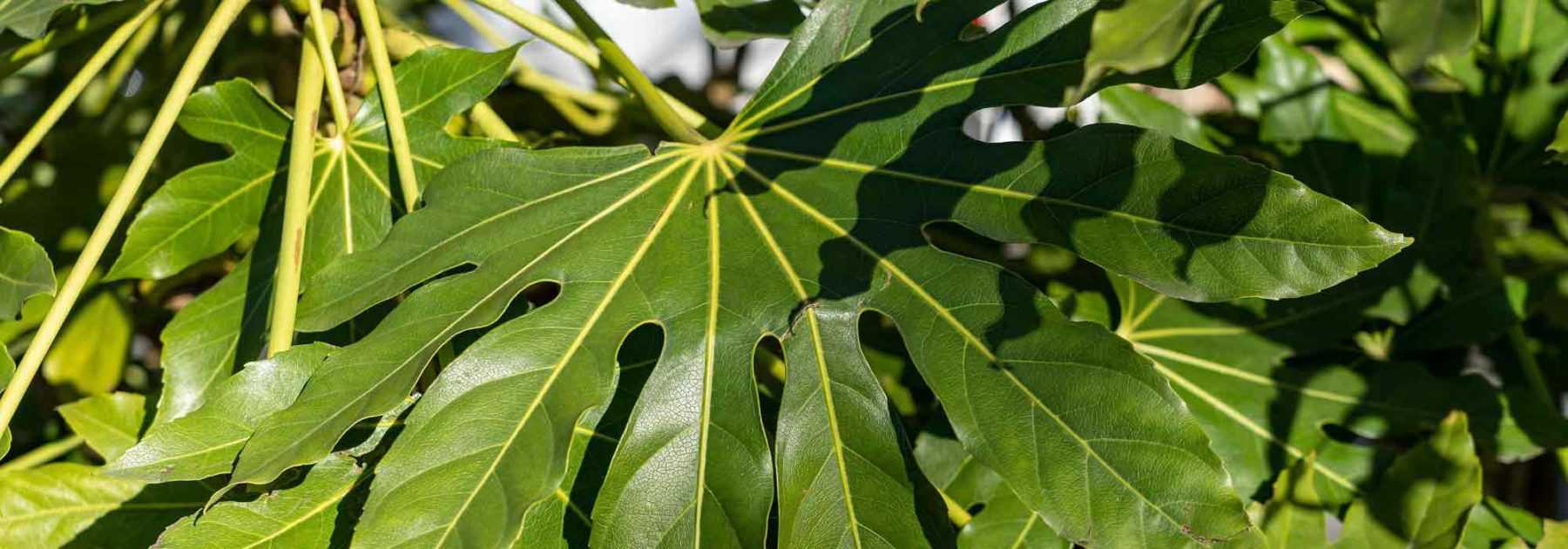 Fatsia del Giappone, Falsa Aralia: piantagione, coltivazione, cura.